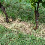 Ecological thermal weeding system